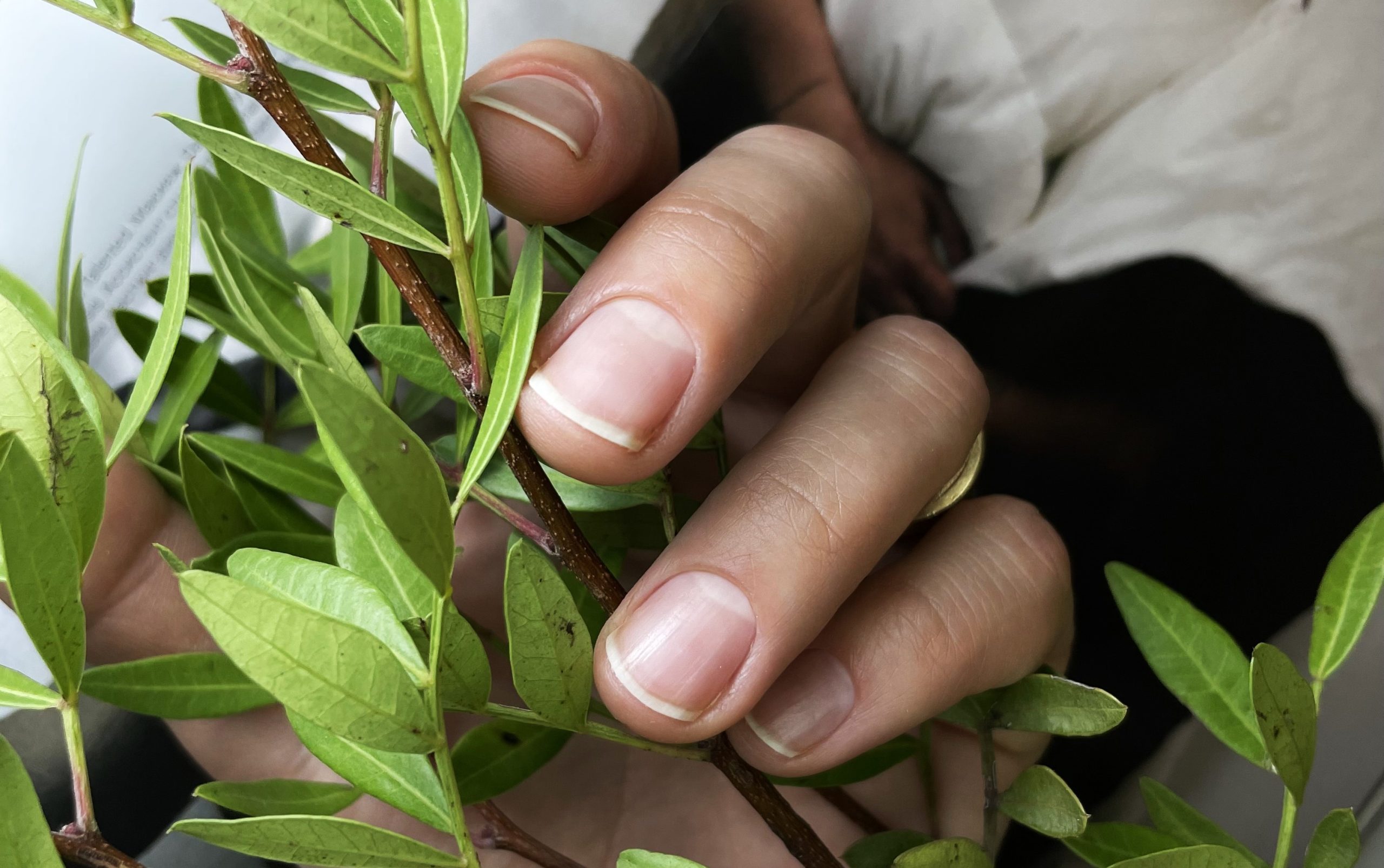 Manikyyri kotona ja kynsiteknikkolla: mikä on koneellisen manikyyrin voima? 